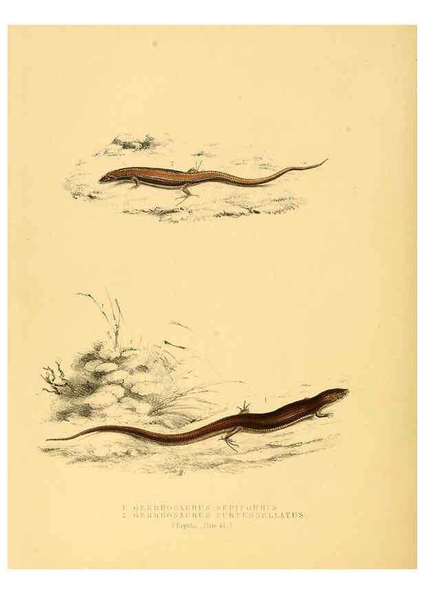 Reproducción/Reproduction 6263337967: Illustrations of the zoology of South Africa. v.3. London :Smith, Elder and Co.,1838-1849