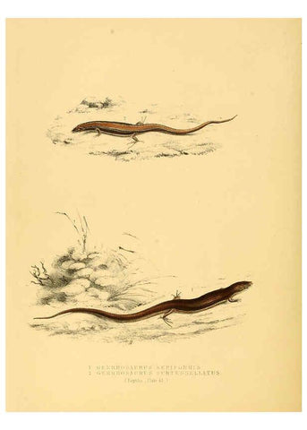 Reproducción/Reproduction 6263337967: Illustrations of the zoology of South Africa. v.3. London :Smith, Elder and Co.,1838-1849