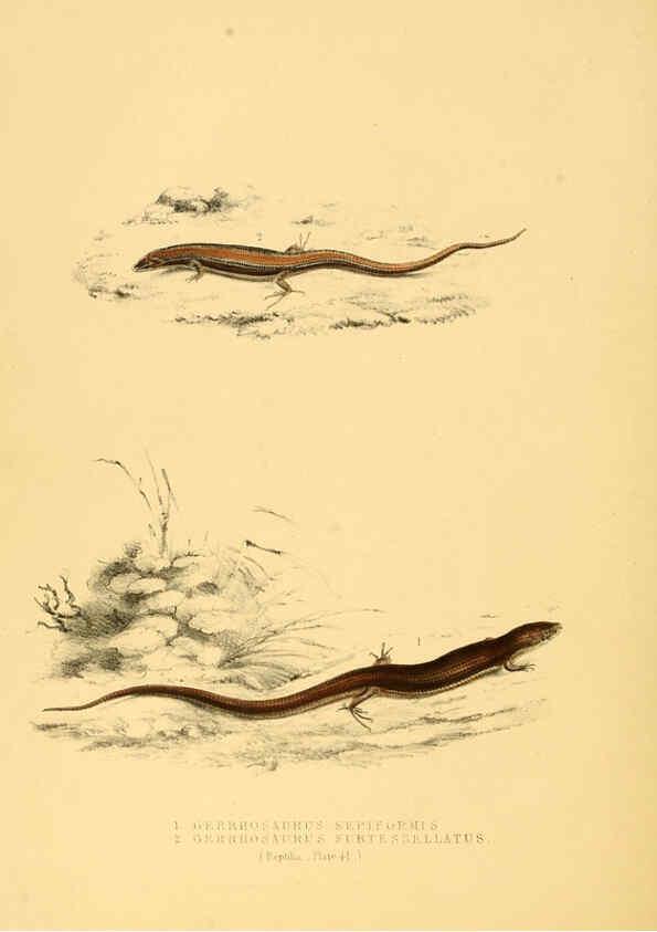 Reproducción/Reproduction 6263337967: Illustrations of the zoology of South Africa. v.3. London :Smith, Elder and Co.,1838-1849