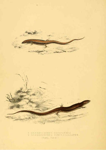 Reproducción/Reproduction 6263337967: Illustrations of the zoology of South Africa. v.3. London :Smith, Elder and Co.,1838-1849