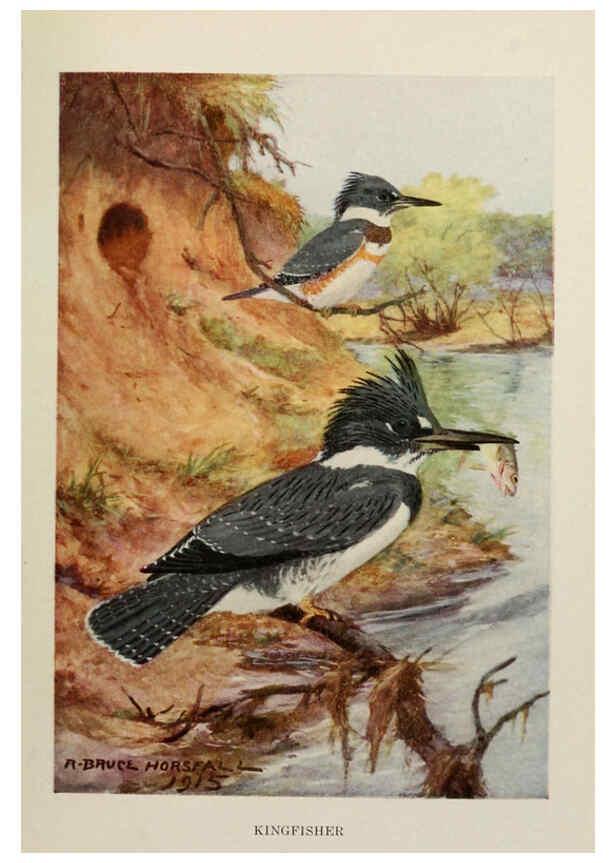 Reproducción/Reproduction 6264219494: Bird biographies New York,Dodd, Mead,1923