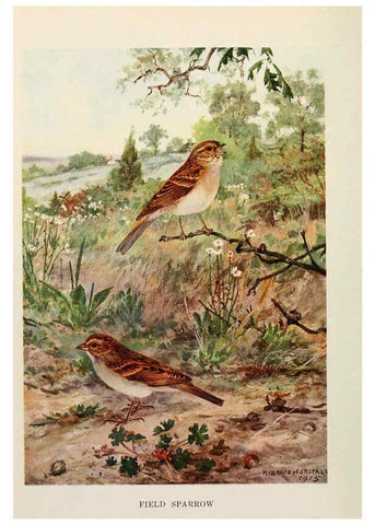 Reproducción/Reproduction 6264219672: Bird biographies New York,Dodd, Mead,1923