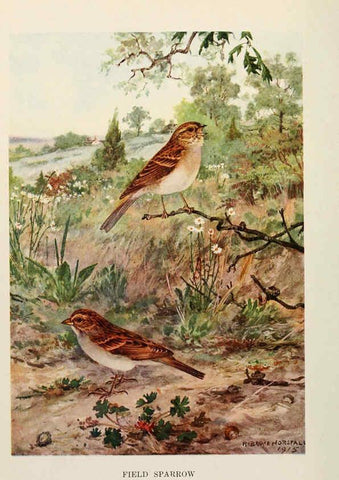 Reproducción/Reproduction 6264219672: Bird biographies New York,Dodd, Mead,1923