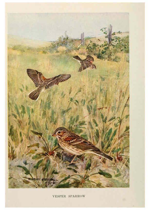 Reproducción/Reproduction 6264220000: Bird biographies New York,Dodd, Mead,1923