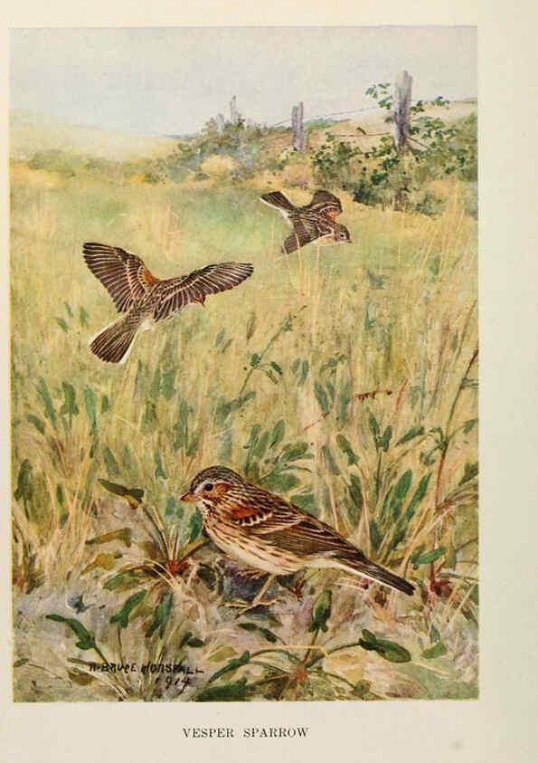 Reproducción/Reproduction 6264220000: Bird biographies New York,Dodd, Mead,1923