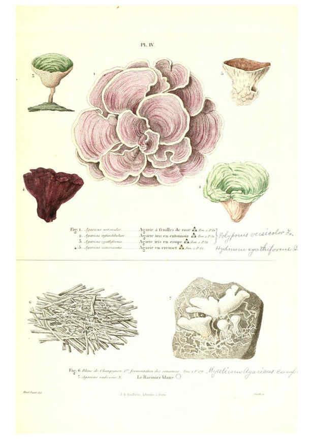 Reproducción/Reproduction 6266423127: Iconographie des champignons de Paulet New York,H. Baillière; [etc., etc.],1855