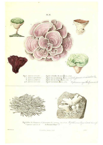 Reproducción/Reproduction 6266423127: Iconographie des champignons de Paulet New York,H. Baillière; [etc., etc.],1855
