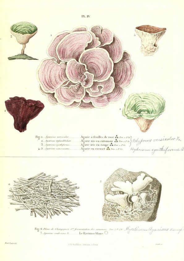 Reproducción/Reproduction 6266423127: Iconographie des champignons de Paulet New York,H. Baillière; [etc., etc.],1855