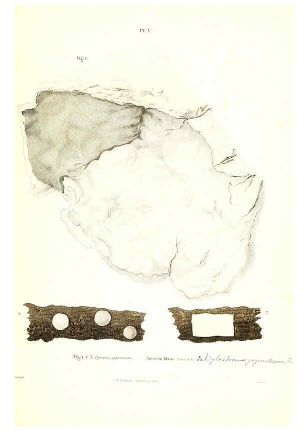 Reproducción/Reproduction 6266423339: Iconographie des champignons de Paulet New York,H. Baillière; [etc., etc.],1855