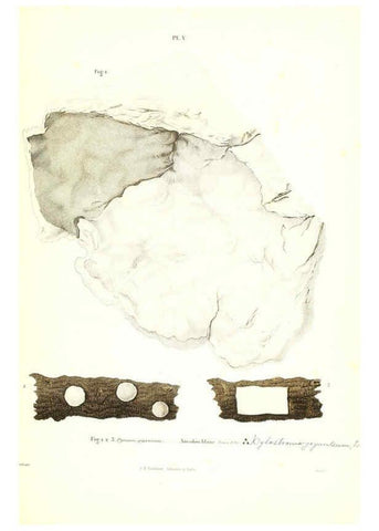 Reproducción/Reproduction 6266423339: Iconographie des champignons de Paulet New York,H. Baillière; [etc., etc.],1855