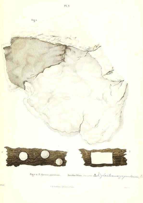 Reproducción/Reproduction 6266423339: Iconographie des champignons de Paulet New York,H. Baillière; [etc., etc.],1855