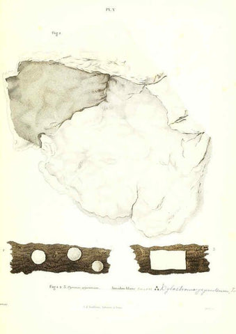 Reproducción/Reproduction 6266423339: Iconographie des champignons de Paulet New York,H. Baillière; [etc., etc.],1855