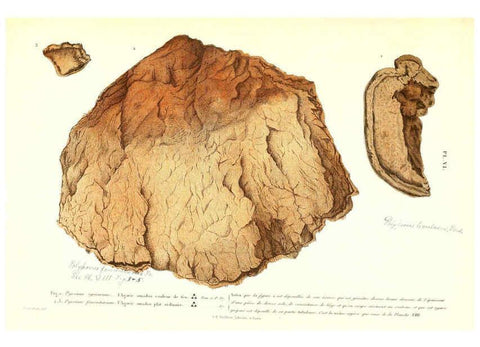 Reproducción/Reproduction 6266951890: Iconographie des champignons de Paulet New York,H. Baillière; [etc., etc.],1855