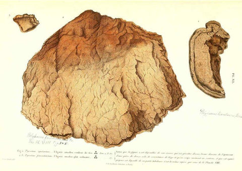 Reproducción/Reproduction 6266951890: Iconographie des champignons de Paulet New York,H. Baillière; [etc., etc.],1855