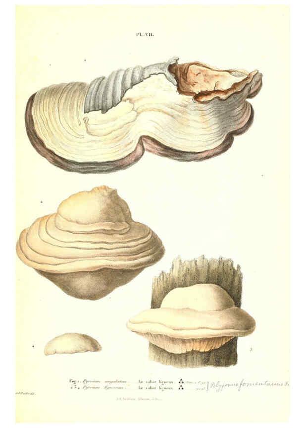 Reproducción/Reproduction 6266423853: Iconographie des champignons de Paulet New York,H. Baillière; [etc., etc.],1855