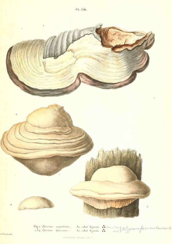 Reproducción/Reproduction 6266423853: Iconographie des champignons de Paulet New York,H. Baillière; [etc., etc.],1855