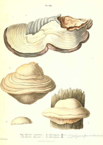 Reproducción/Reproduction 6266423853: Iconographie des champignons de Paulet New York,H. Baillière; [etc., etc.],1855