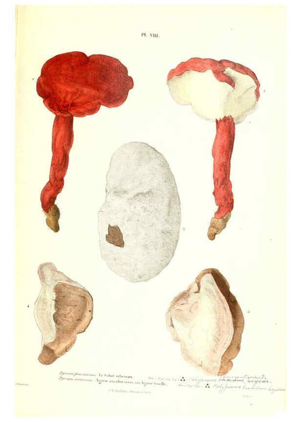 Reproducción/Reproduction 6266952262: Iconographie des champignons de Paulet New York,H. Baillière; [etc., etc.],1855