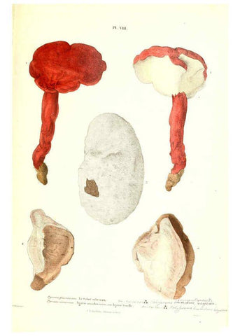 Reproducción/Reproduction 6266952262: Iconographie des champignons de Paulet New York,H. Baillière; [etc., etc.],1855