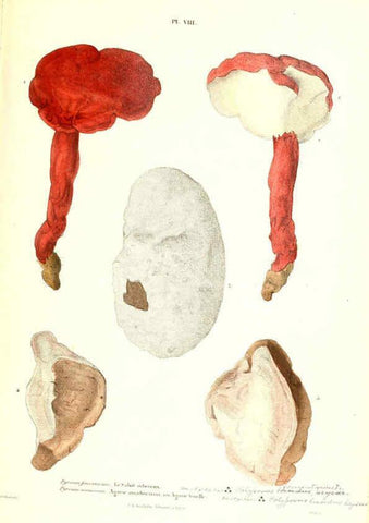 Reproducción/Reproduction 6266952262: Iconographie des champignons de Paulet New York,H. Baillière; [etc., etc.],1855