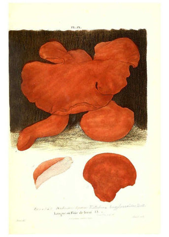 Reproducción/Reproduction 6266952468: Iconographie des champignons de Paulet New York,H. Baillière; [etc., etc.],1855