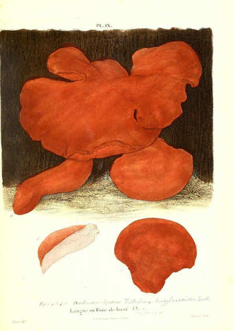 Reproducción/Reproduction 6266952468: Iconographie des champignons de Paulet New York,H. Baillière; [etc., etc.],1855