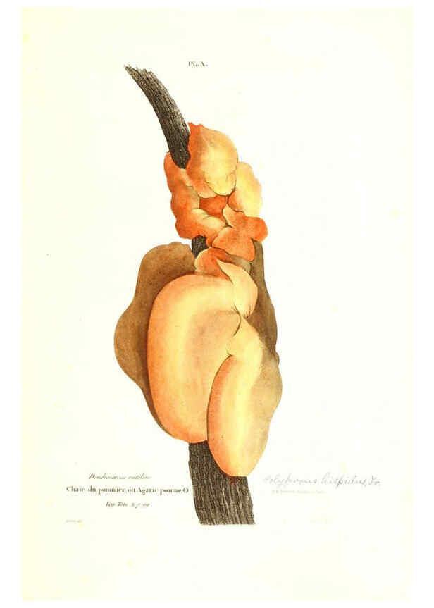 Reproducción/Reproduction 6266424443: Iconographie des champignons de Paulet New York,H. Baillière; [etc., etc.],1855
