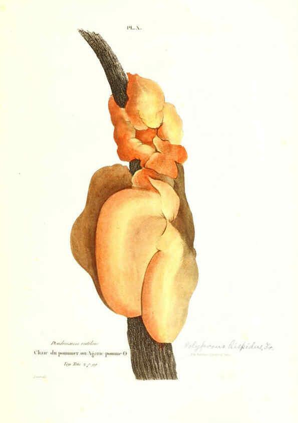 Reproducción/Reproduction 6266424443: Iconographie des champignons de Paulet New York,H. Baillière; [etc., etc.],1855