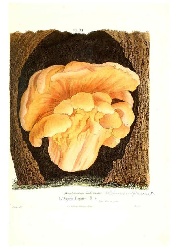 Reproducción/Reproduction 6266424649: Iconographie des champignons de Paulet New York,H. Baillière; [etc., etc.],1855