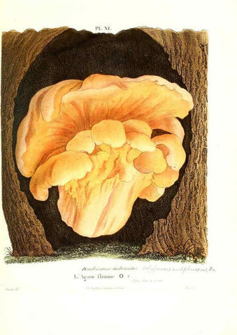 Reproducción/Reproduction 6266424649: Iconographie des champignons de Paulet New York,H. Baillière; [etc., etc.],1855