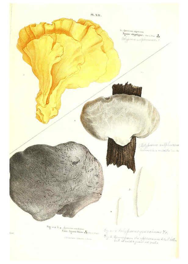 Reproducción/Reproduction 6266953018: Iconographie des champignons de Paulet New York,H. Baillière; [etc., etc.],1855