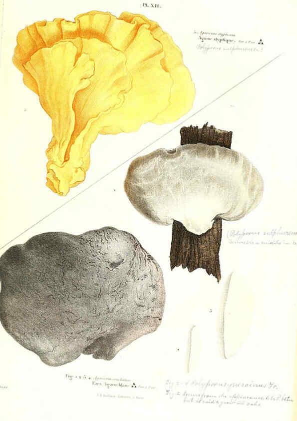 Reproducción/Reproduction 6266953018: Iconographie des champignons de Paulet New York,H. Baillière; [etc., etc.],1855