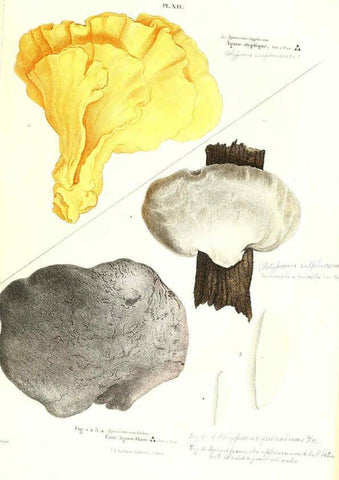 Reproducción/Reproduction 6266953018: Iconographie des champignons de Paulet New York,H. Baillière; [etc., etc.],1855