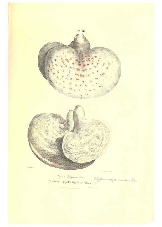 Reproducción/Reproduction 6266425013: Iconographie des champignons de Paulet New York,H. Baillière; [etc., etc.],1855