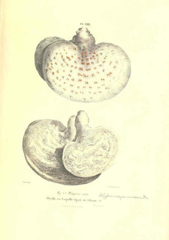 Reproducción/Reproduction 6266425013: Iconographie des champignons de Paulet New York,H. Baillière; [etc., etc.],1855