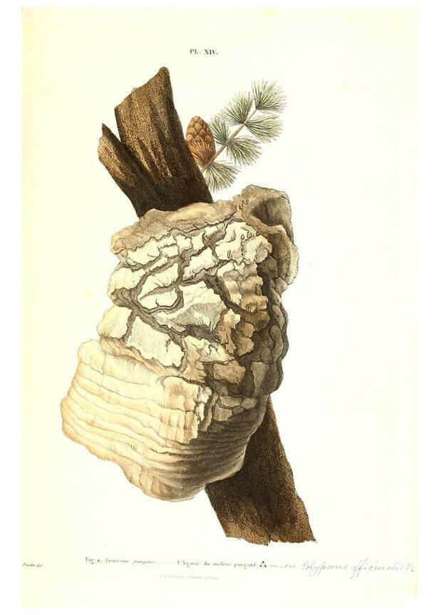 Reproducción/Reproduction 6266425211: Iconographie des champignons de Paulet New York,H. Baillière; [etc., etc.],1855