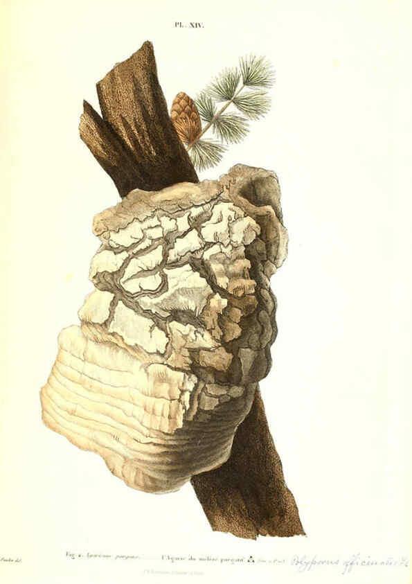 Reproducción/Reproduction 6266425211: Iconographie des champignons de Paulet New York,H. Baillière; [etc., etc.],1855
