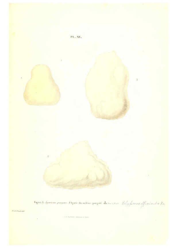 Reproducción/Reproduction 6266425459: Iconographie des champignons de Paulet New York,H. Baillière; [etc., etc.],1855