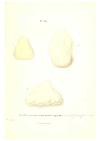 Reproducción/Reproduction 6266425459: Iconographie des champignons de Paulet New York,H. Baillière; [etc., etc.],1855