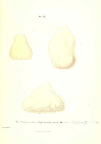 Reproducción/Reproduction 6266425459: Iconographie des champignons de Paulet New York,H. Baillière; [etc., etc.],1855