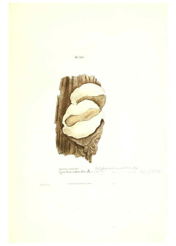 Reproducción/Reproduction 6266953818: Iconographie des champignons de Paulet New York,H. Baillière; [etc., etc.],1855