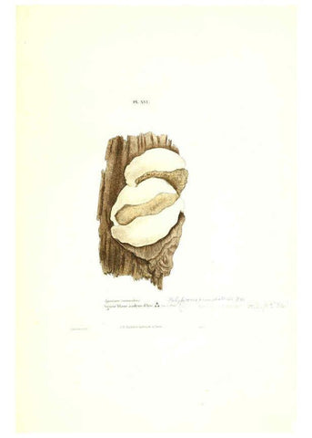 Reproducción/Reproduction 6266953818: Iconographie des champignons de Paulet New York,H. Baillière; [etc., etc.],1855