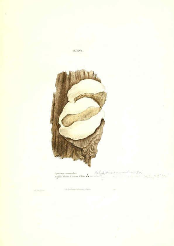 Reproducción/Reproduction 6266953818: Iconographie des champignons de Paulet New York,H. Baillière; [etc., etc.],1855