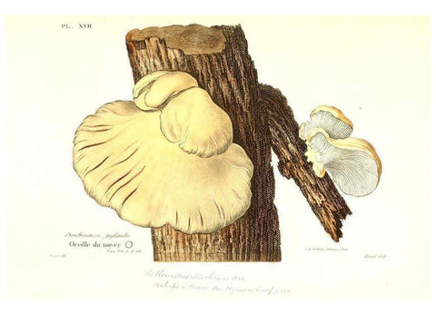 Reproducción/Reproduction 6266425889: Iconographie des champignons de Paulet New York,H. Baillière; [etc., etc.],1855
