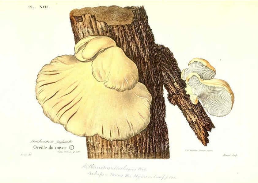 Reproducción/Reproduction 6266425889: Iconographie des champignons de Paulet New York,H. Baillière; [etc., etc.],1855