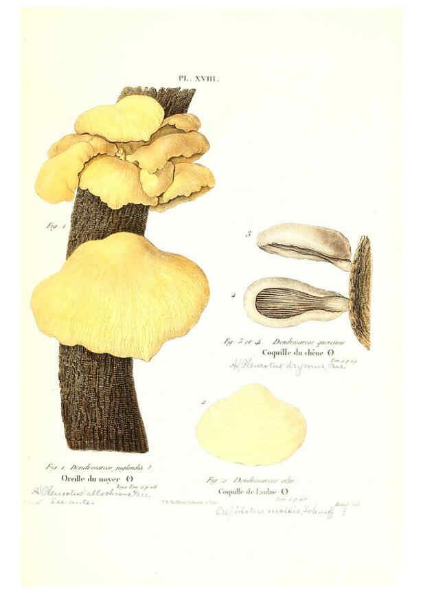 Reproducción/Reproduction 6266426173: Iconographie des champignons de Paulet New York,H. Baillière; [etc., etc.],1855