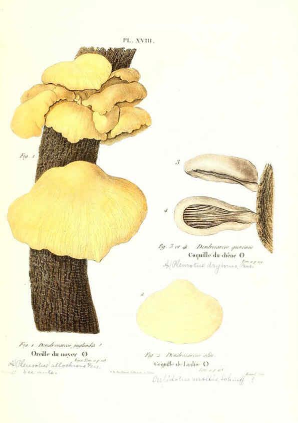 Reproducción/Reproduction 6266426173: Iconographie des champignons de Paulet New York,H. Baillière; [etc., etc.],1855