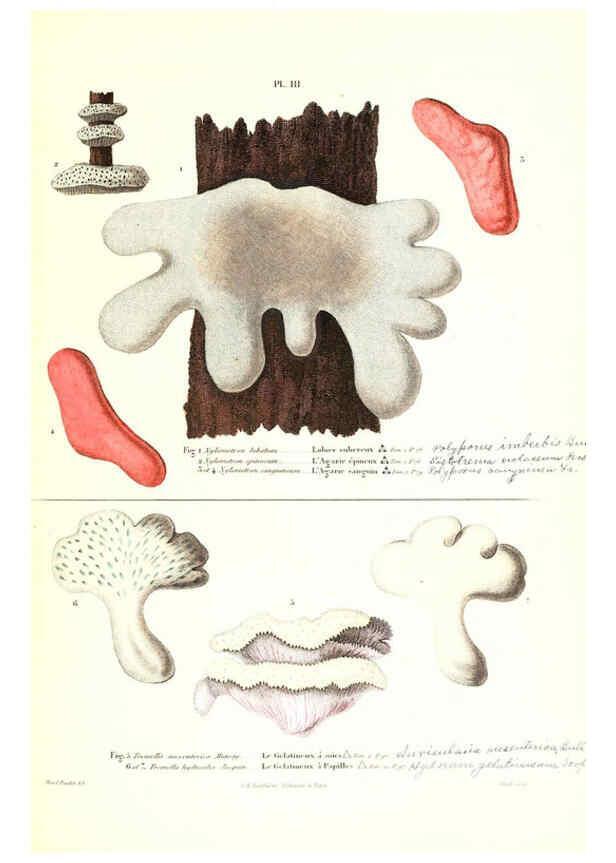 Reproducción/Reproduction 6266422953: Iconographie des champignons de Paulet New York,H. Baillière; [etc., etc.],1855
