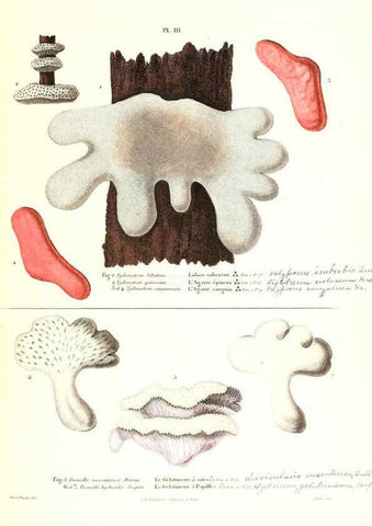 Reproducción/Reproduction 6266422953: Iconographie des champignons de Paulet New York,H. Baillière; [etc., etc.],1855