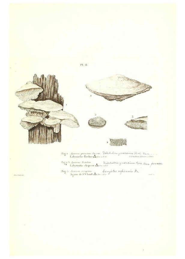 Reproducción/Reproduction 6266422789: Iconographie des champignons de Paulet New York,H. Baillière; [etc., etc.],1855